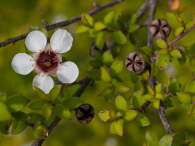 manuka çiçeğin ayrıntısı