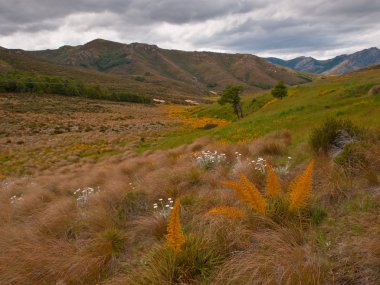 İspanyol speargrass