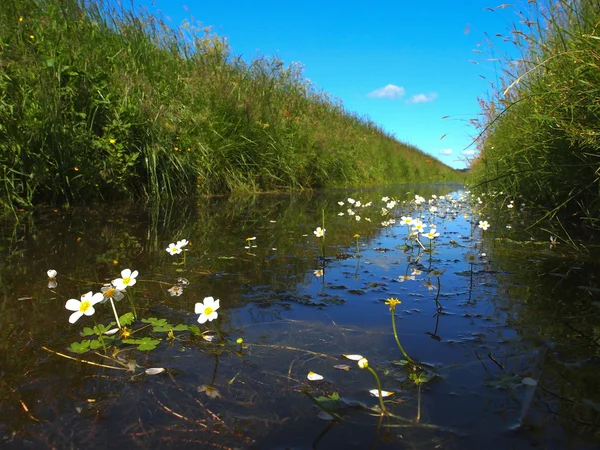 Typical dutch polder ditch seen from just above the waterline with pond water-crowfoot in front — Stock Photo, Image