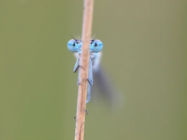 Enallagma cyathigerum damselfly azul comum — Fotografia de Stock