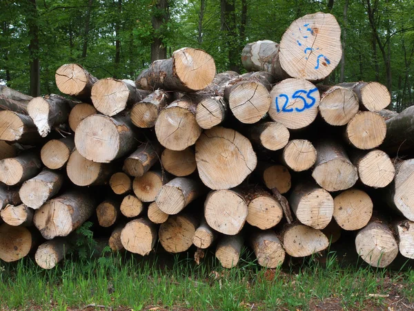 Geerntete Stämme Detail — Stockfoto