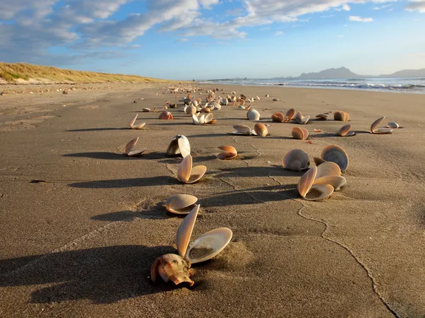 Muchas conchas marinas en una hermosa playa —  Fotos de Stock