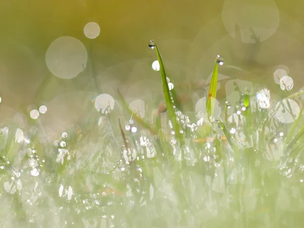 Morgentau auf der Wiese — Stockfoto