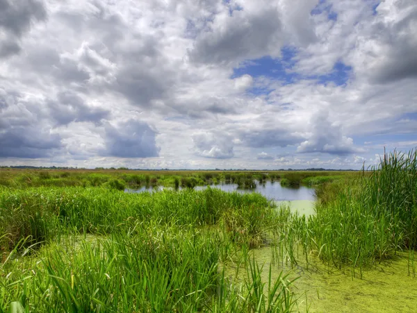 Natural marshland — Stock Photo, Image
