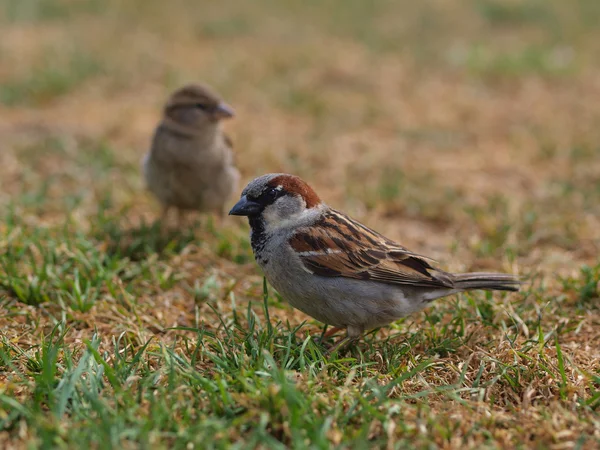 Pair of house sparrow — Stock Photo, Image