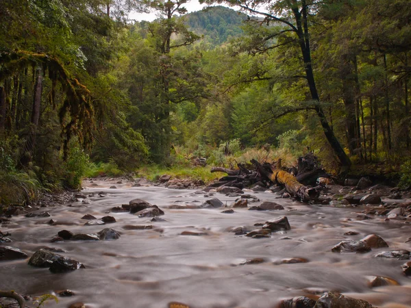Verschoten bos stream — Stockfoto