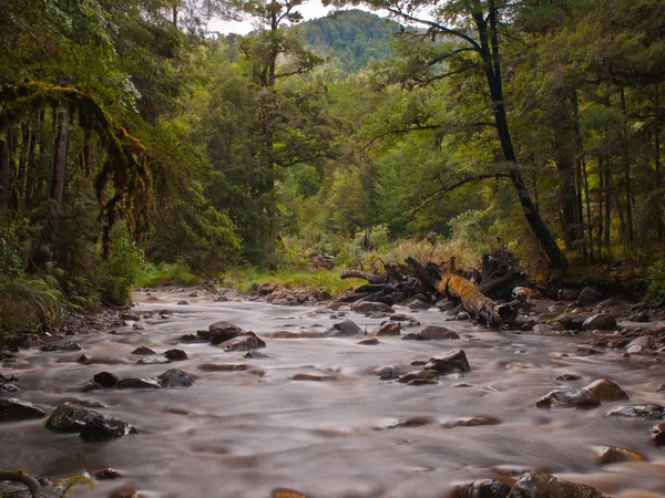 Fluxo de floresta desbotada — Fotografia de Stock