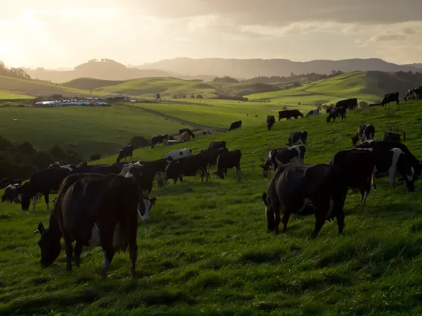 Vacas de pastoreo en el campo montañoso — Foto de Stock