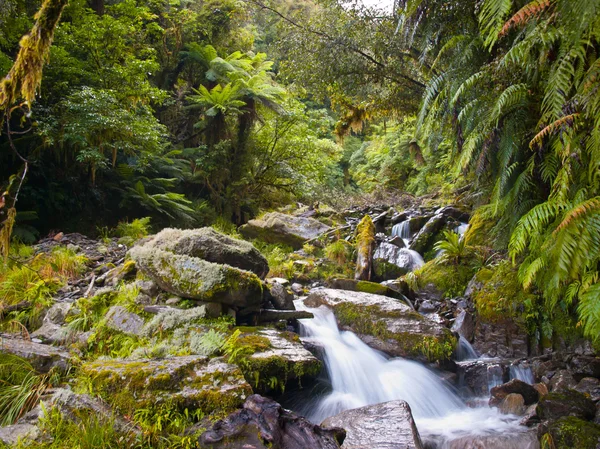 Τροπικό δάσος creek — Φωτογραφία Αρχείου