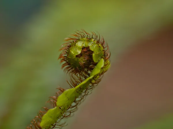 Fern ormbunksblad på nära håll i skogen — Stockfoto