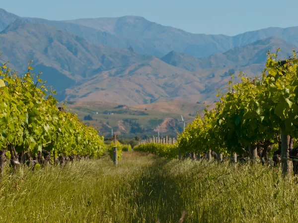 Vineyard hills — Stock Photo, Image