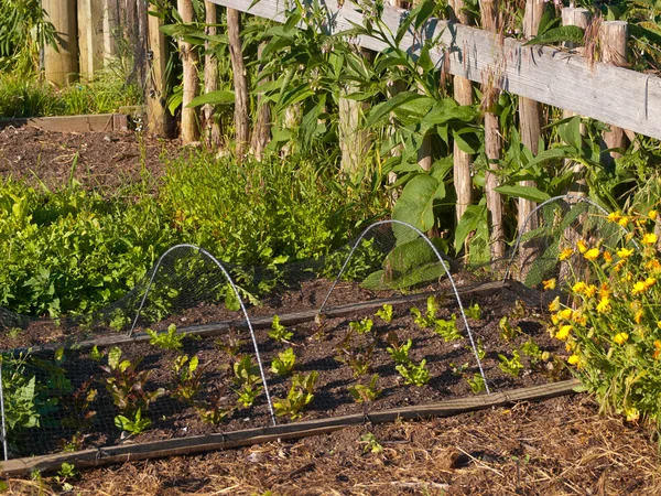 Jardim de legumes — Fotografia de Stock