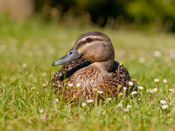 New zealand duck — Stock Photo, Image