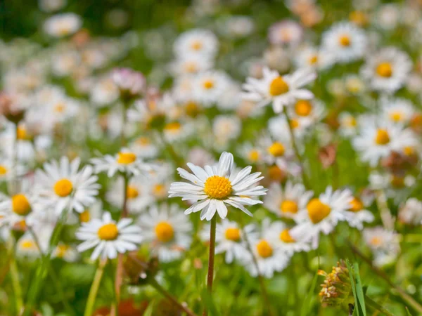 A field of daisy — Stock Photo, Image