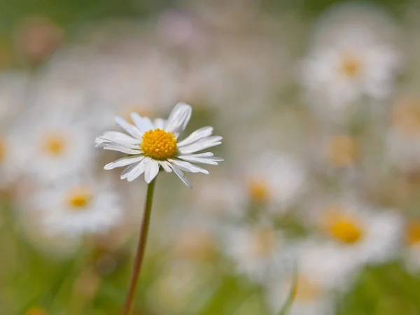 Close up of a daisy — Stock Photo, Image