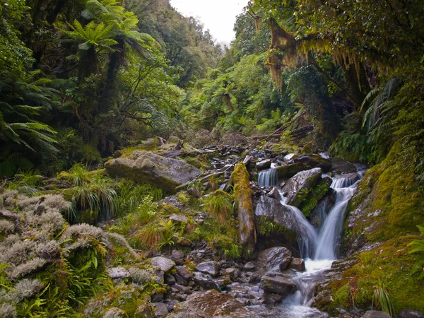 Тропічних лісах річку — стокове фото