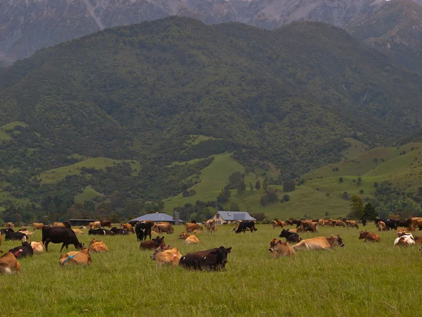 Nueva impresión zealand tierras de cultivo — Foto de Stock