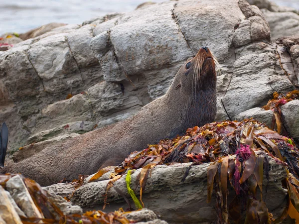 New zealand fur seal lying on a rock — Stock Photo, Image