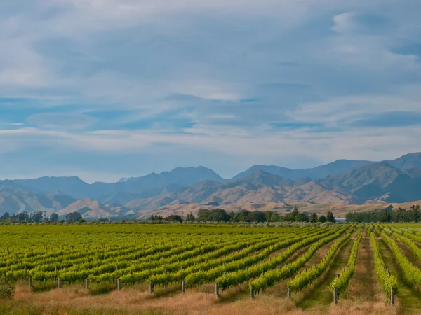 Nový Zéland vinice modré hory — Stock fotografie