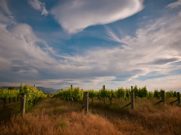 New zealand vineyard drama — Stock Photo, Image