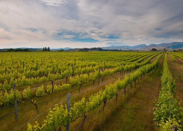 Nuova panoramica del vigneto zealand — Foto Stock