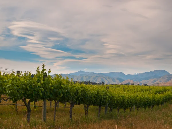 Nieuw-Zeeland wijngaard zijaanzicht — Stockfoto