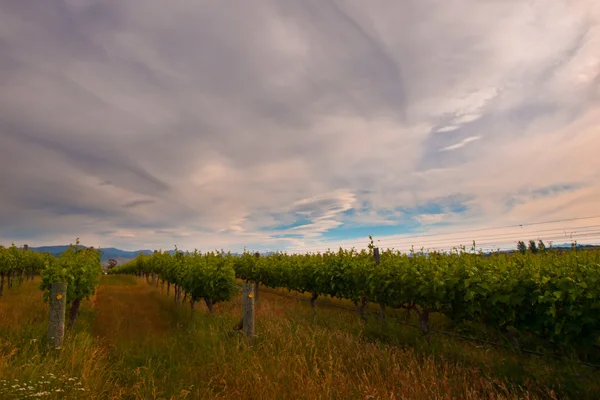 New zealand vineyard view — Stok fotoğraf