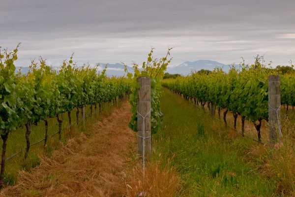 Rows in a vineyard — Zdjęcie stockowe