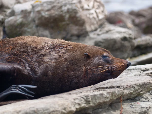 Sea lion sleeping — Stock Photo, Image