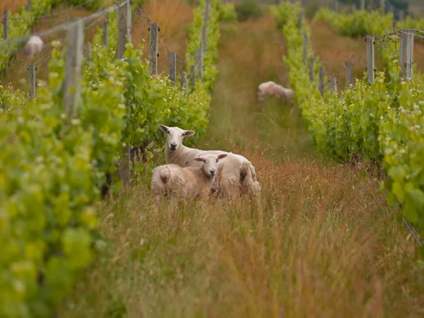 Pecore in vigna biologica — Foto Stock