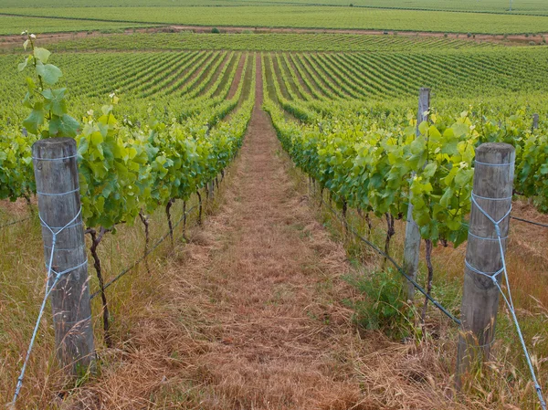 Vista del viñedo orgánico — Foto de Stock