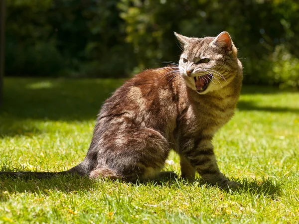 Yelling cat — Stock Photo, Image