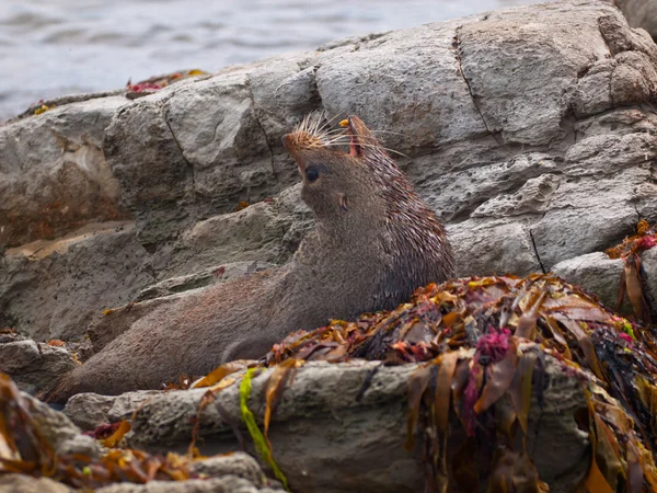 Young sea lion yawning — Stock Photo, Image