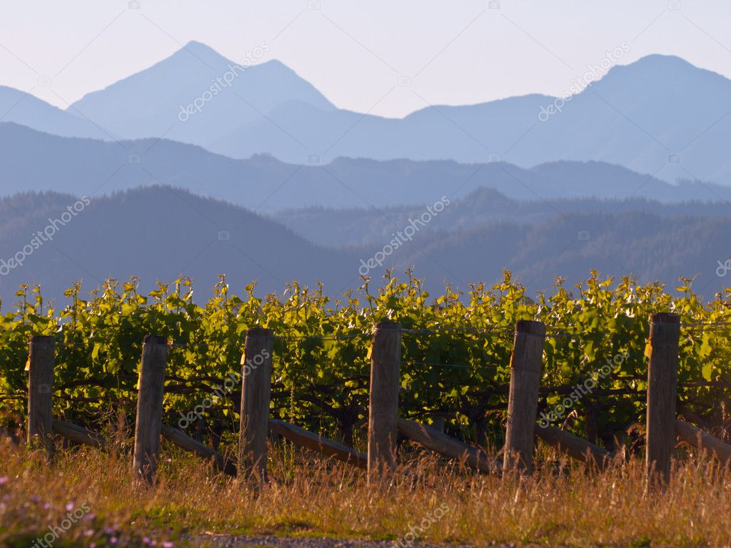 Vinyard mountain backdrop