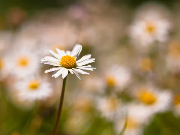 Close up of a daisy — Stock Photo, Image