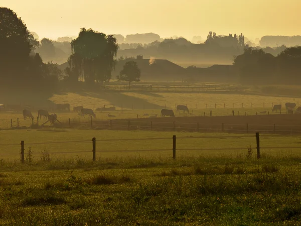 Agricultural landscape misty sunrise — Stock Photo, Image