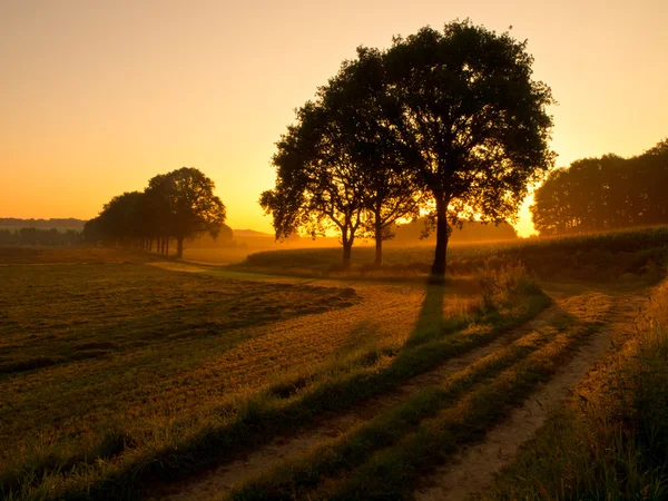 Árvores iluminadas de volta durante o nascer do sol — Fotografia de Stock