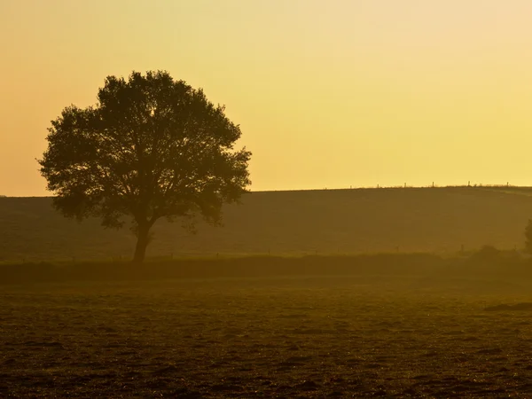 Eenzame boom tijdens mistige sunrise — Stockfoto