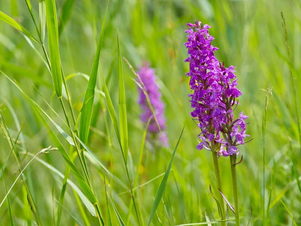 Wild marsh orchids between grass — Stock Photo, Image