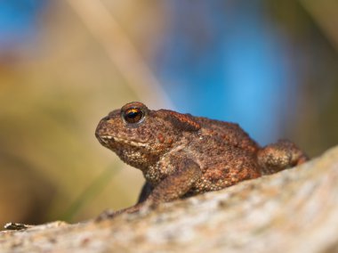 ortak kurbağa bufo bufo günlük yan görünüm