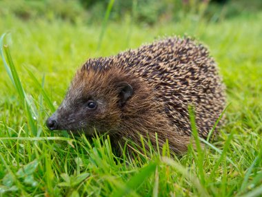 Egel in een tuin grasveld