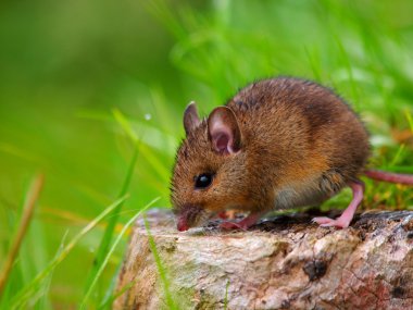yabani fare üzerinde günlük yürüyüş
