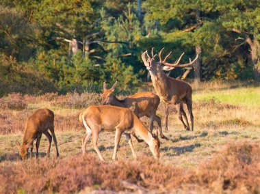 Erkek Kızıl geyik (Cervus elaphus) bağırarak