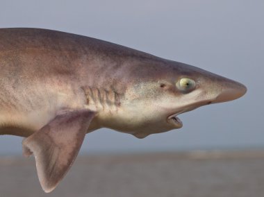 ortak pürüzsüz-tazı (mustelus mustelus)