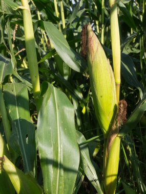 alan kümesinde Mısır