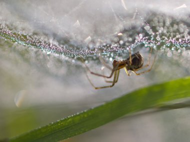 moistureous Web Spider