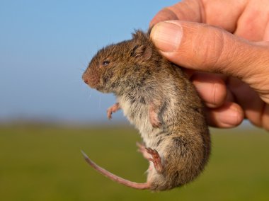 El araştırmacı tarafından tutulan Vield sıçanı (Microtus agrestis)