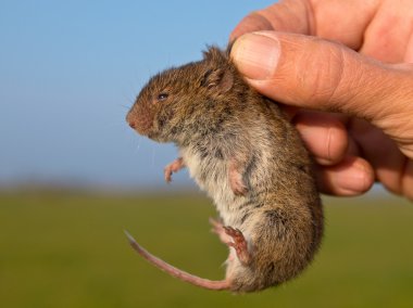 Vield vole (Microtus agrestis) kept in hand by researcher clipart
