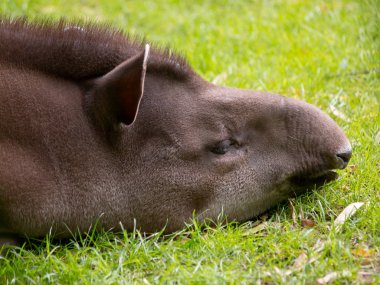 Portrait of sleeping tapir clipart