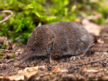 la musaraña pigmea Eurasiática